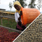 Ethiopia Sidamo Shefina Grade 2 - Certified Organic - Green Coffee