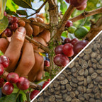 Indonesia Sumatra Triple Pick Grade 1 - Green Coffee