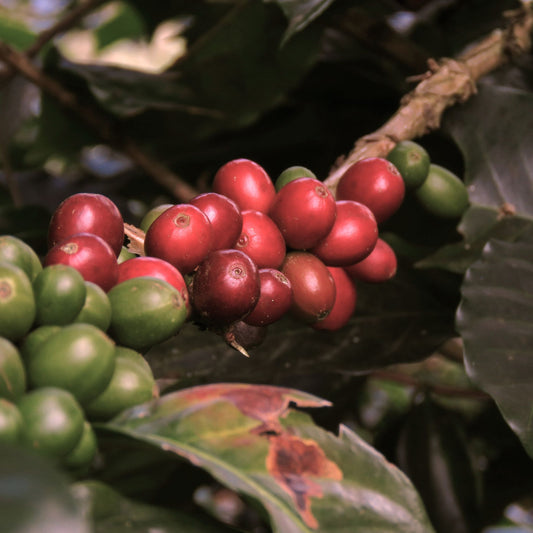 Colombia Pink Bourbon - Green Coffee