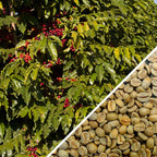 Brésil Bela Vista Fermentation Anaérobique - Café vert