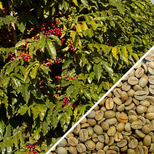 Brésil Bela Vista Fermentation Anaérobique - Café vert