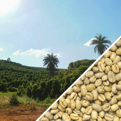 Brésil Bela Vista Peaberry - Café vert