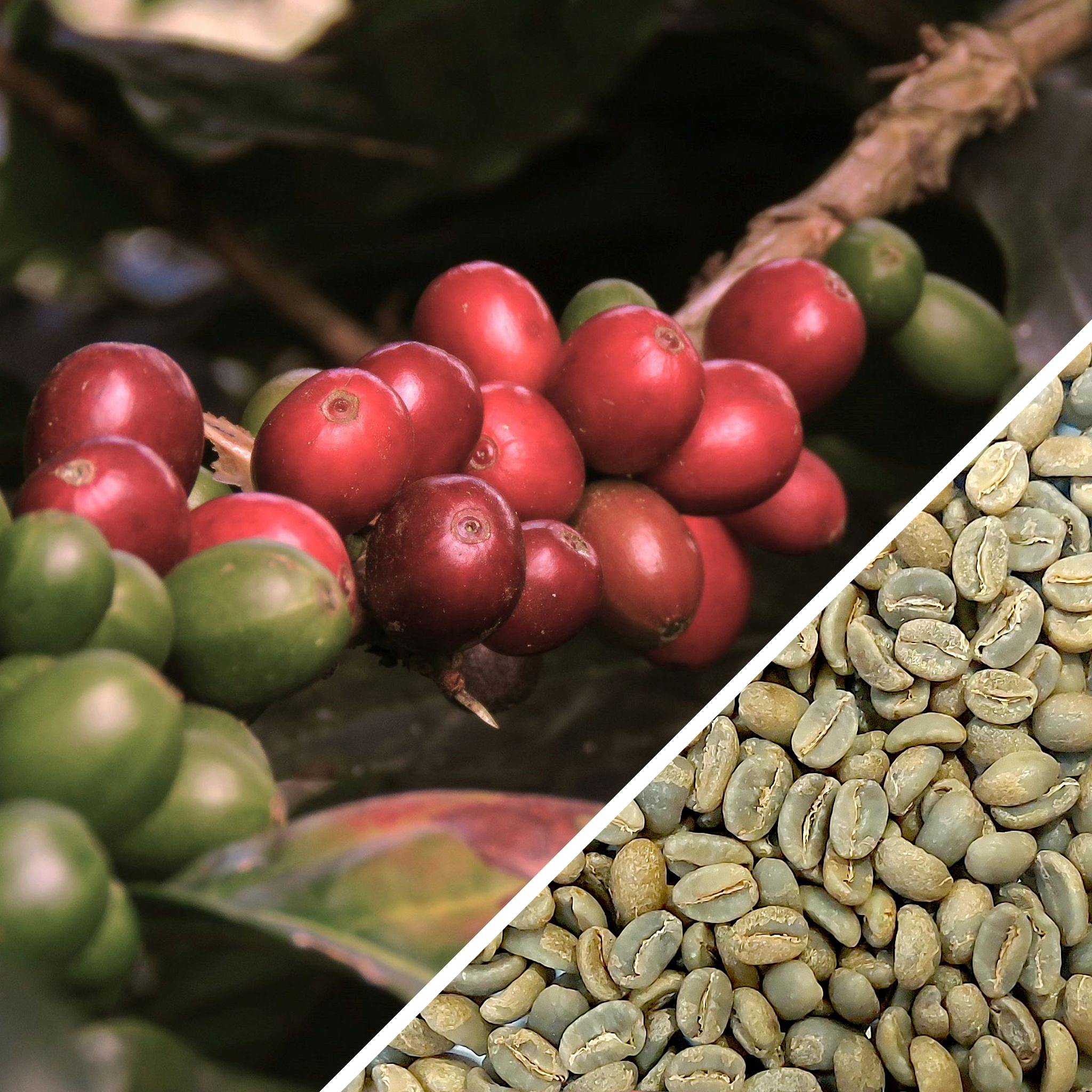 Colombia Pink Bourbon Green Coffee
