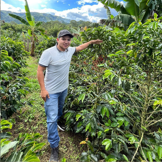 Colombia Red Bourbon - Green Coffee