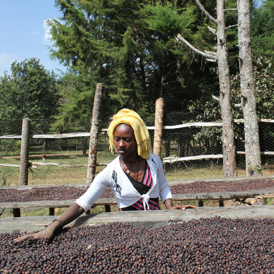 ETHIOPIA KAFFA ANDERACHA BLACK HONEY GR.1 -  GREEN COFFEE