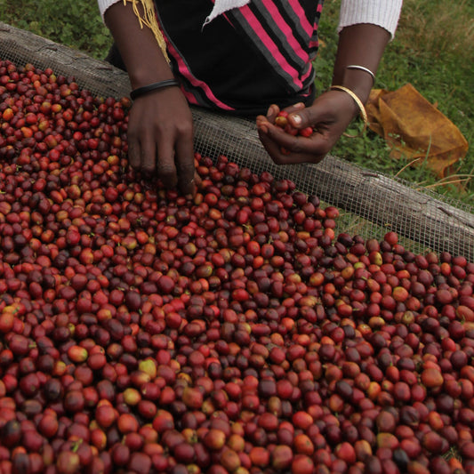 ETHIOPIA GUJI HANGADI GR. 2 -  GREEN COFFEE