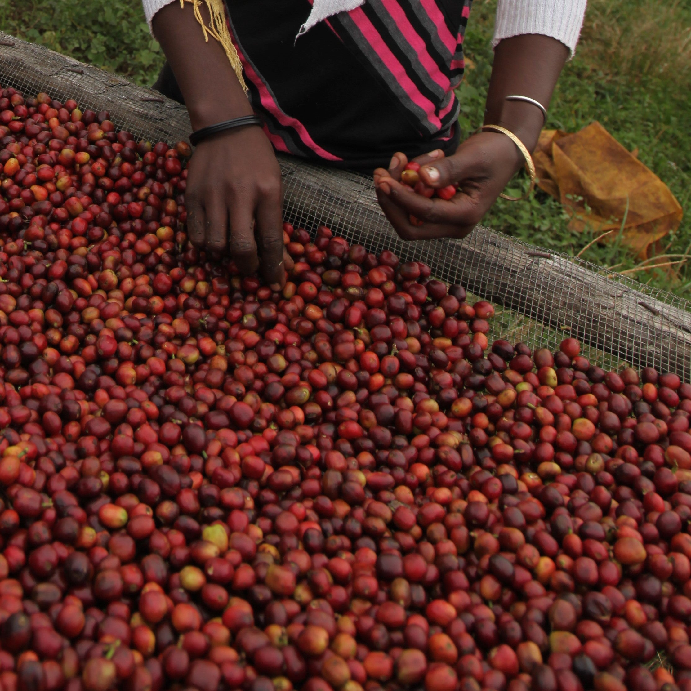 Ethiopia Guji Hangadi Grade 2 - Green Coffee