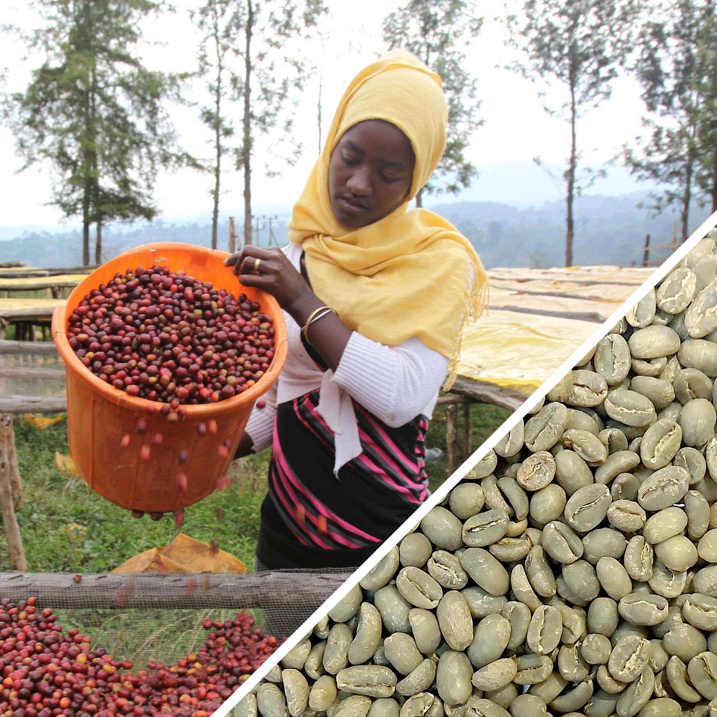 Éthiopie Guji Hangadi Grade 2 - Café vert