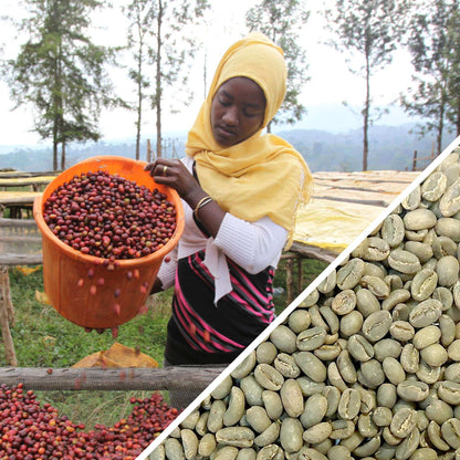 Éthiopie Guji Hangadi Grade 2 - Café vert