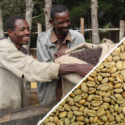 Éthiopie Sidamo Shefina Gr.4 Naturel Certifié Biologique - Café Vert