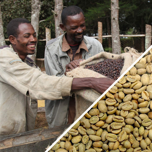 Éthiopie Sidamo Shefina Gr.4 Naturel Certifié Biologique - Café Vert