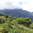 Jamaïque Haute Montagne