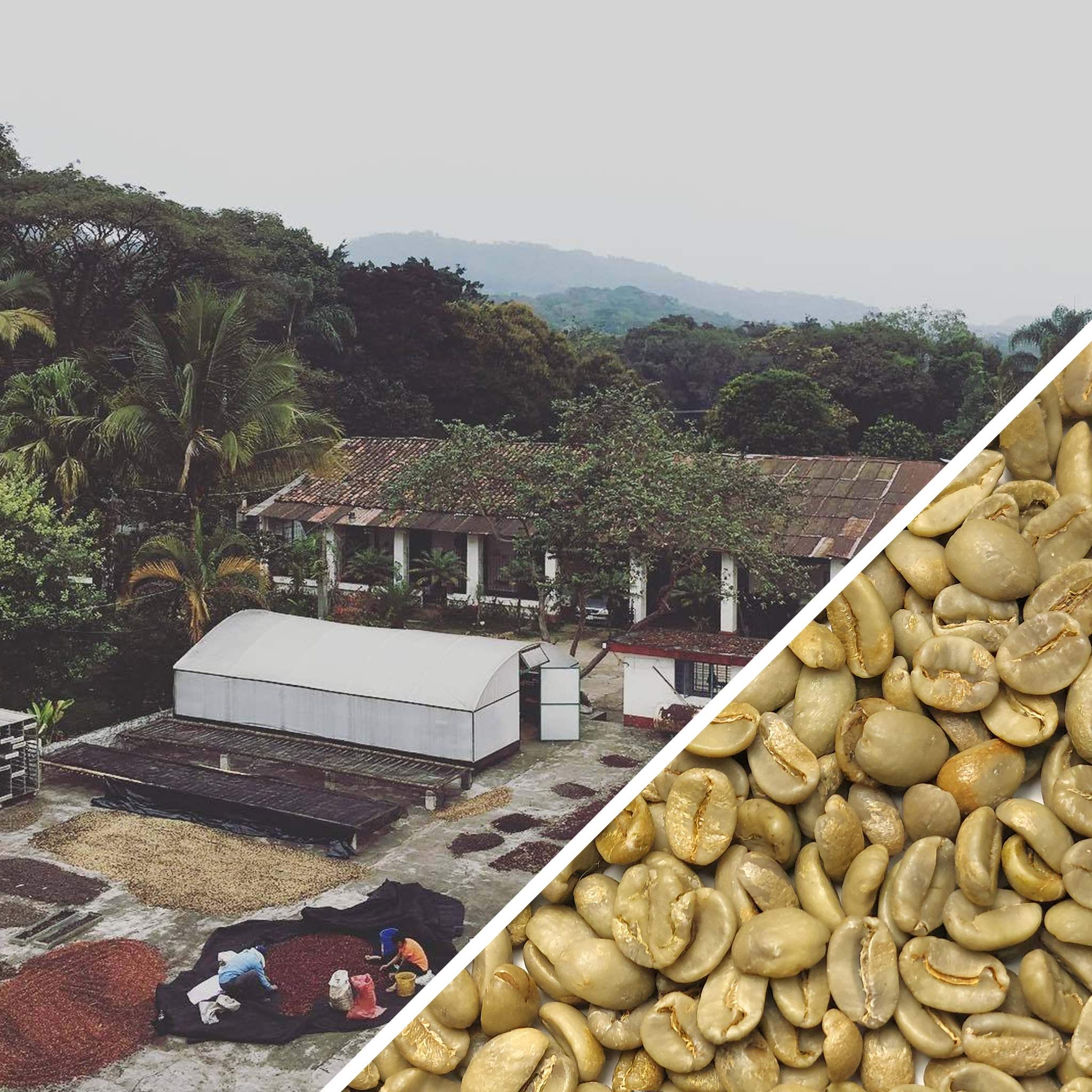 Mexico SHG Chiapas - Green Coffee
