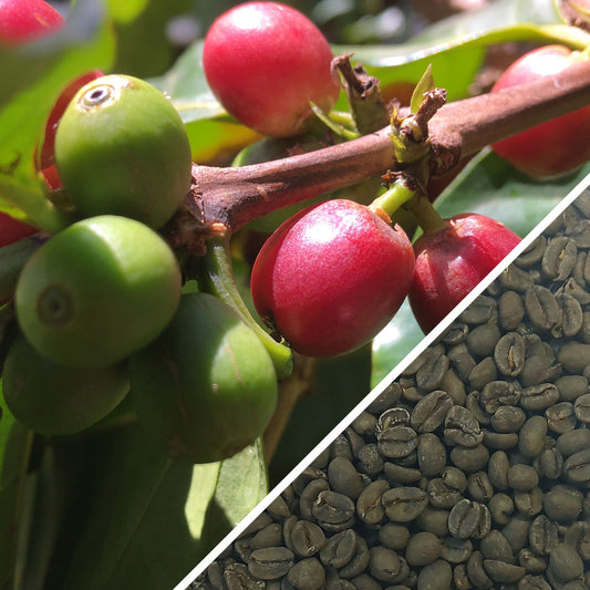 Décaféiné Mountain Water - Café vert