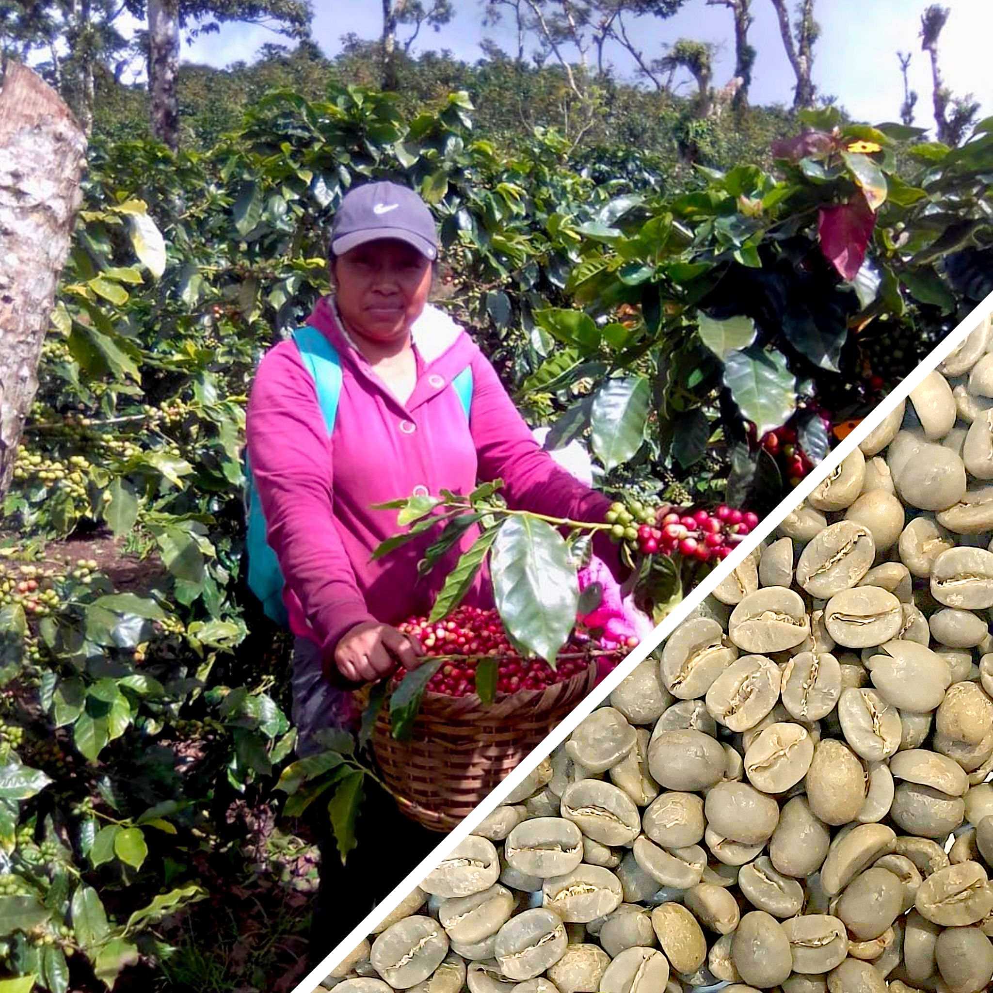 Nicaragua Maragogype Il Cielo Estate - Green Coffee