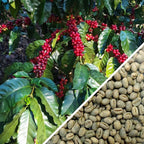 Nicaragua Peaberry Il Cielo Estate - Green Coffee