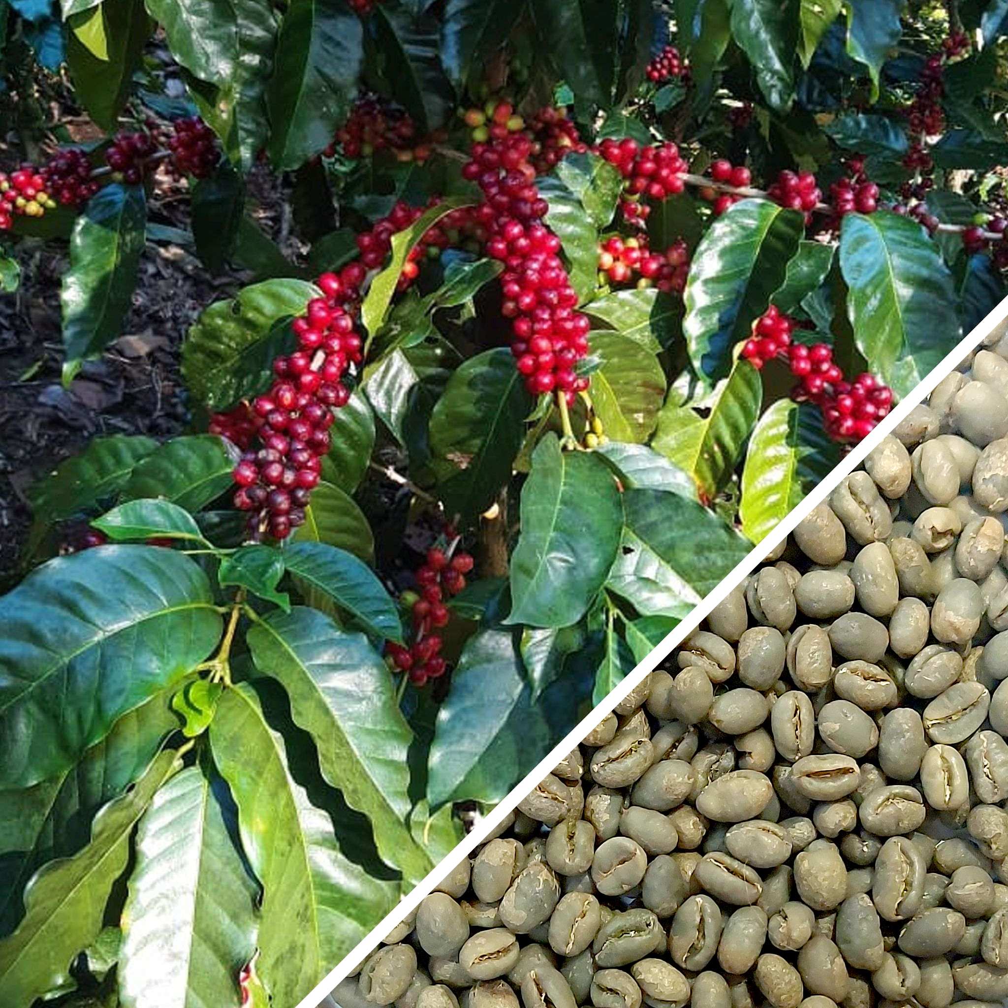 Nicaragua Peaberry Il Cielo Estate - Green Coffee
