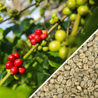 Tanzania AA - Green Coffee