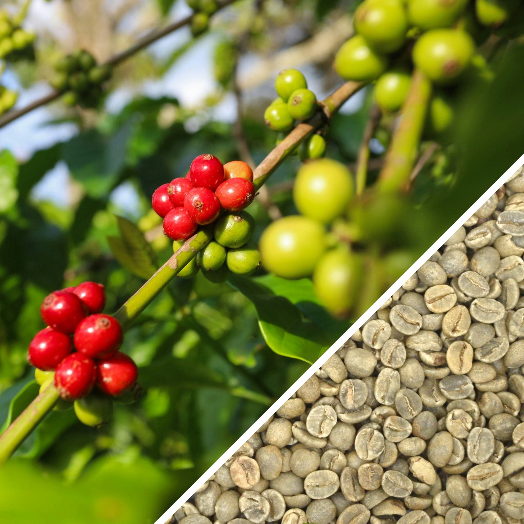 Tanzania AA - Green Coffee