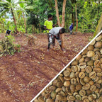 Tanzanie Buboka Robusta - Café Vert