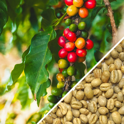 Tanzanie Peaberry - Café Vert