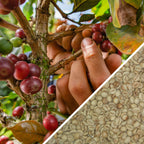 India Robusta Kaapi Royal - Green Coffee