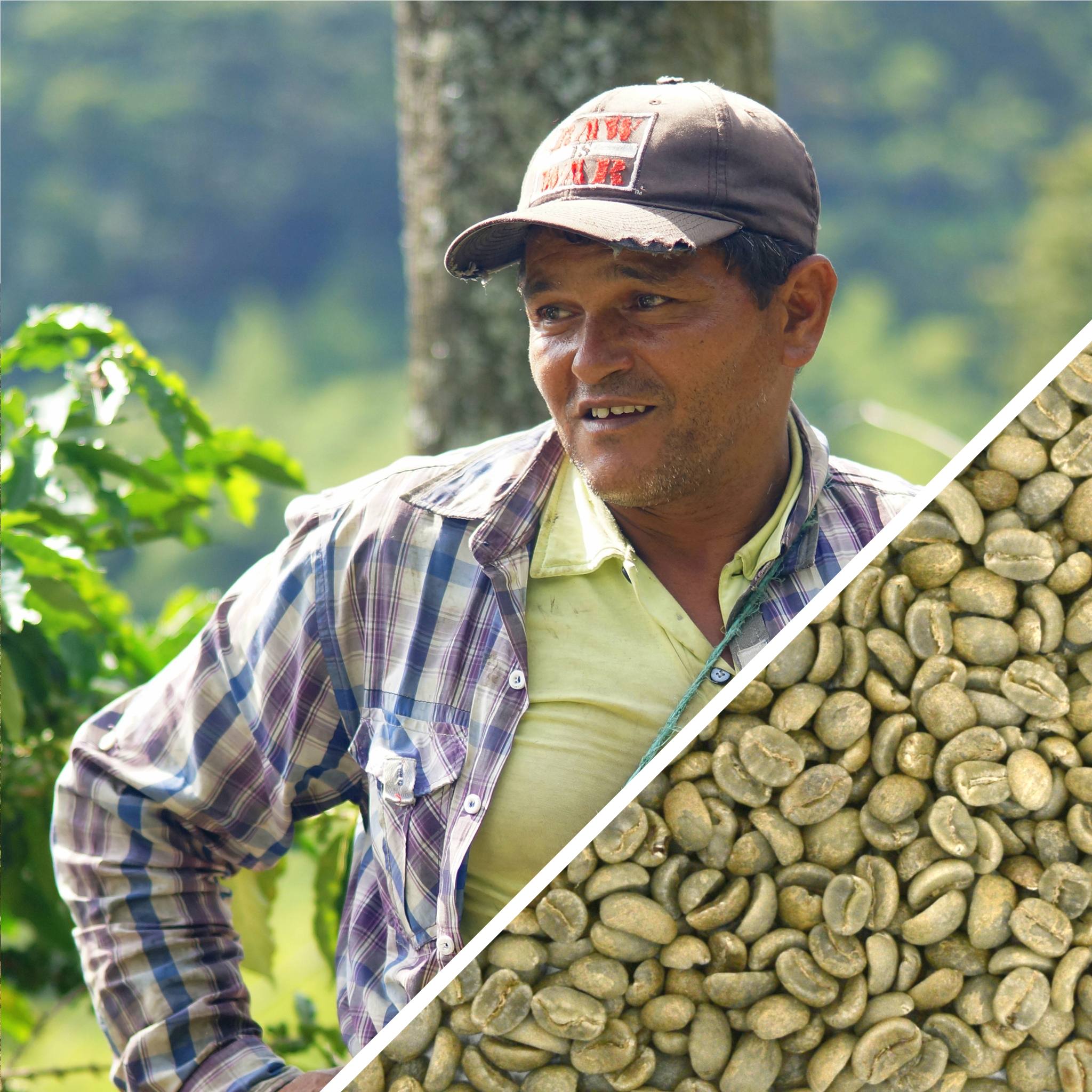 Colombie Excelso Origen Coop - Certifié Biologique - Café Vert