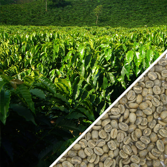 Colombia Supremo Origen SCR.17 - Certified RFA & Organic - Green Coffee
