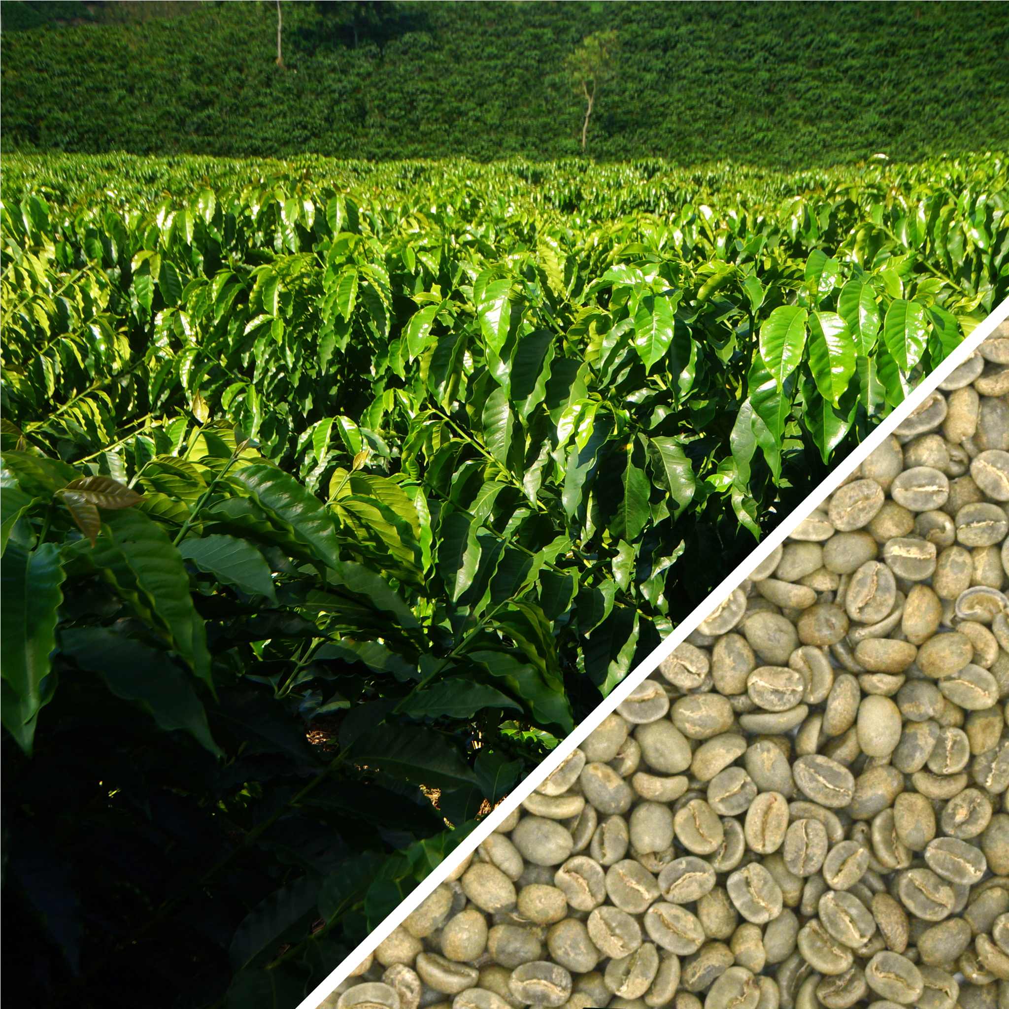 Colombia Supremo Origen SCR.17 - Certified Organic - Green Coffee