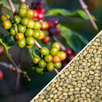 Cuba Caracolillo (Peaberry) Green Coffee
