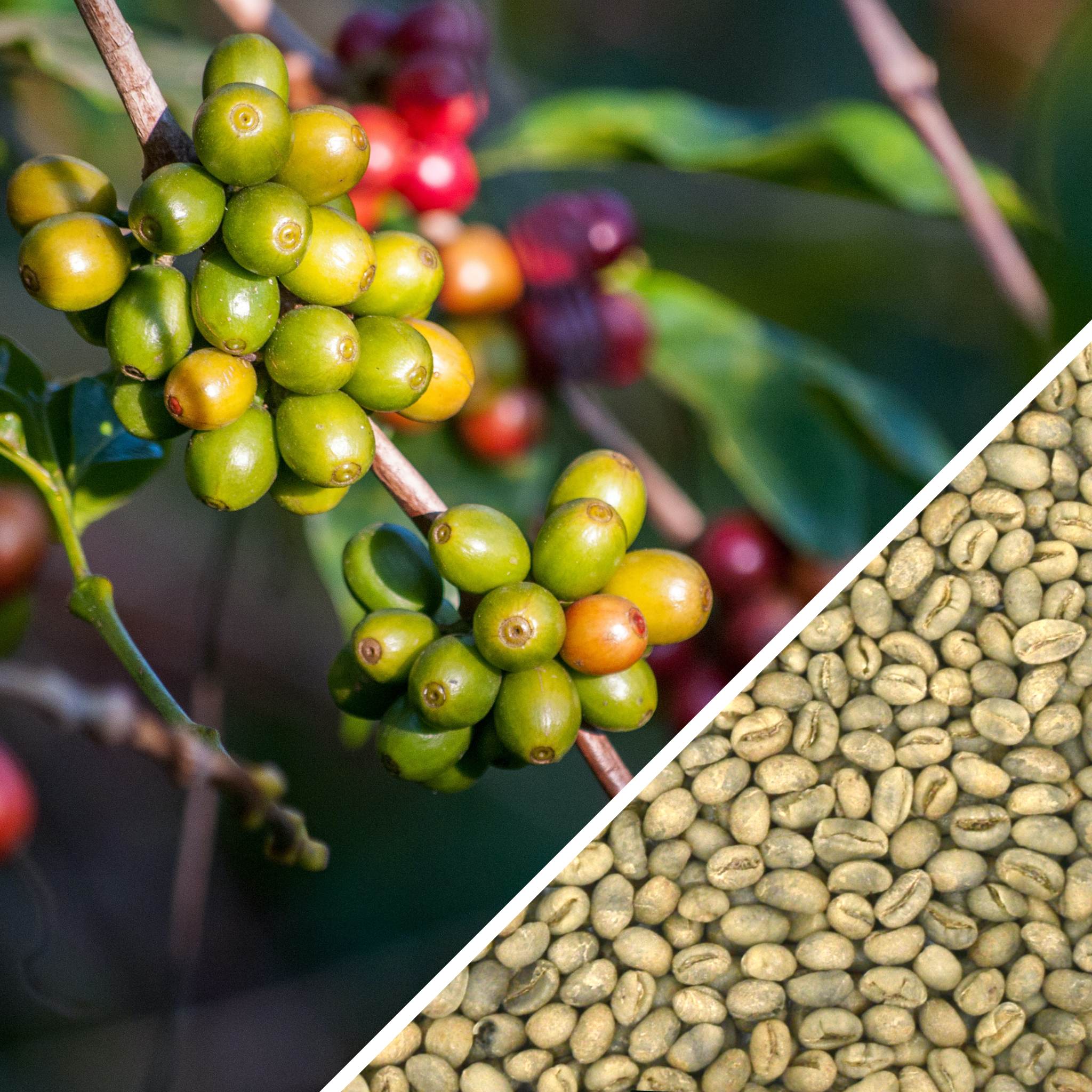 Cuba Caracolillo (Peaberry) Green Coffee