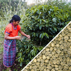 Guatemala Huehuetenango SHB EP - Green Coffee