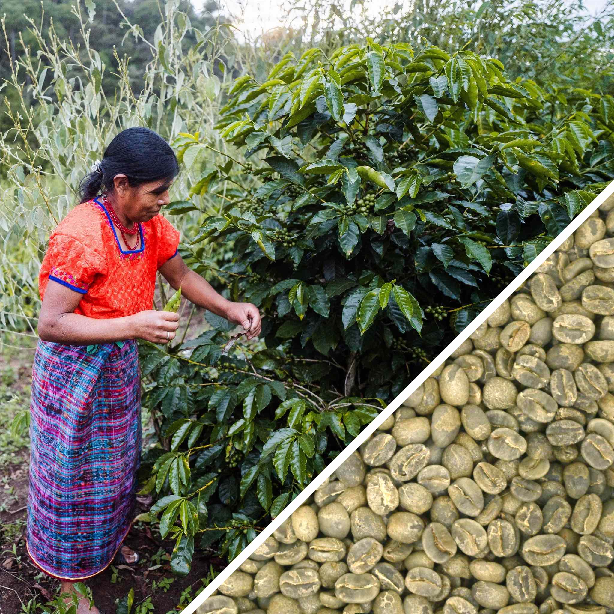 Guatemala Huehuetenango SHB EP - Green Coffee