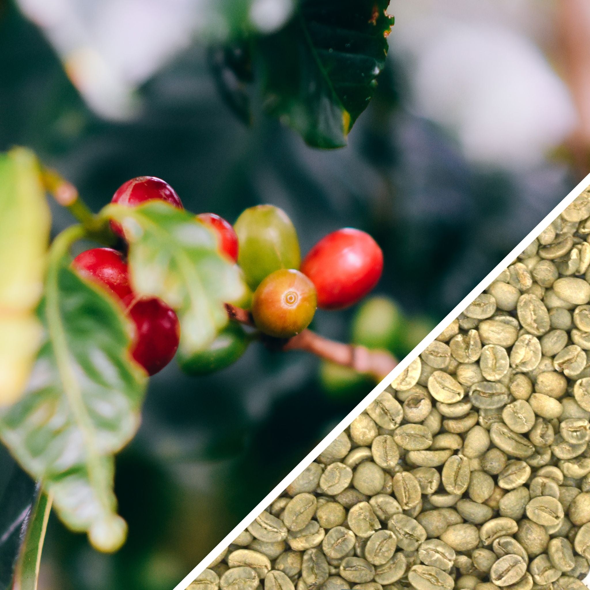 Honduras SHG - Certified Organic - Green Coffee