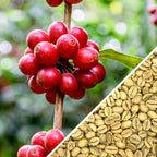 India Monsooned Malabar AA