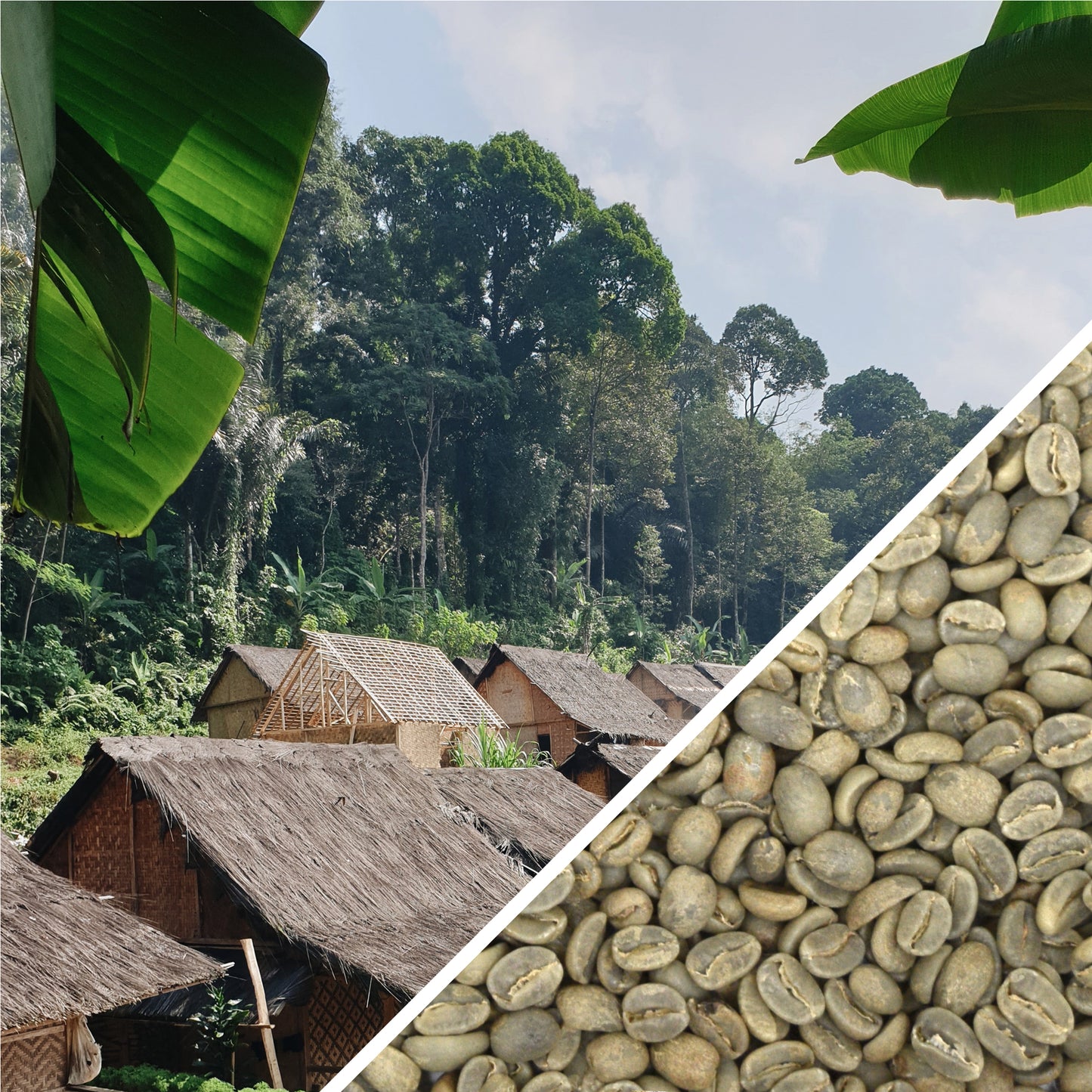 Indonesia Flores Island Grade 1 - Green Coffee