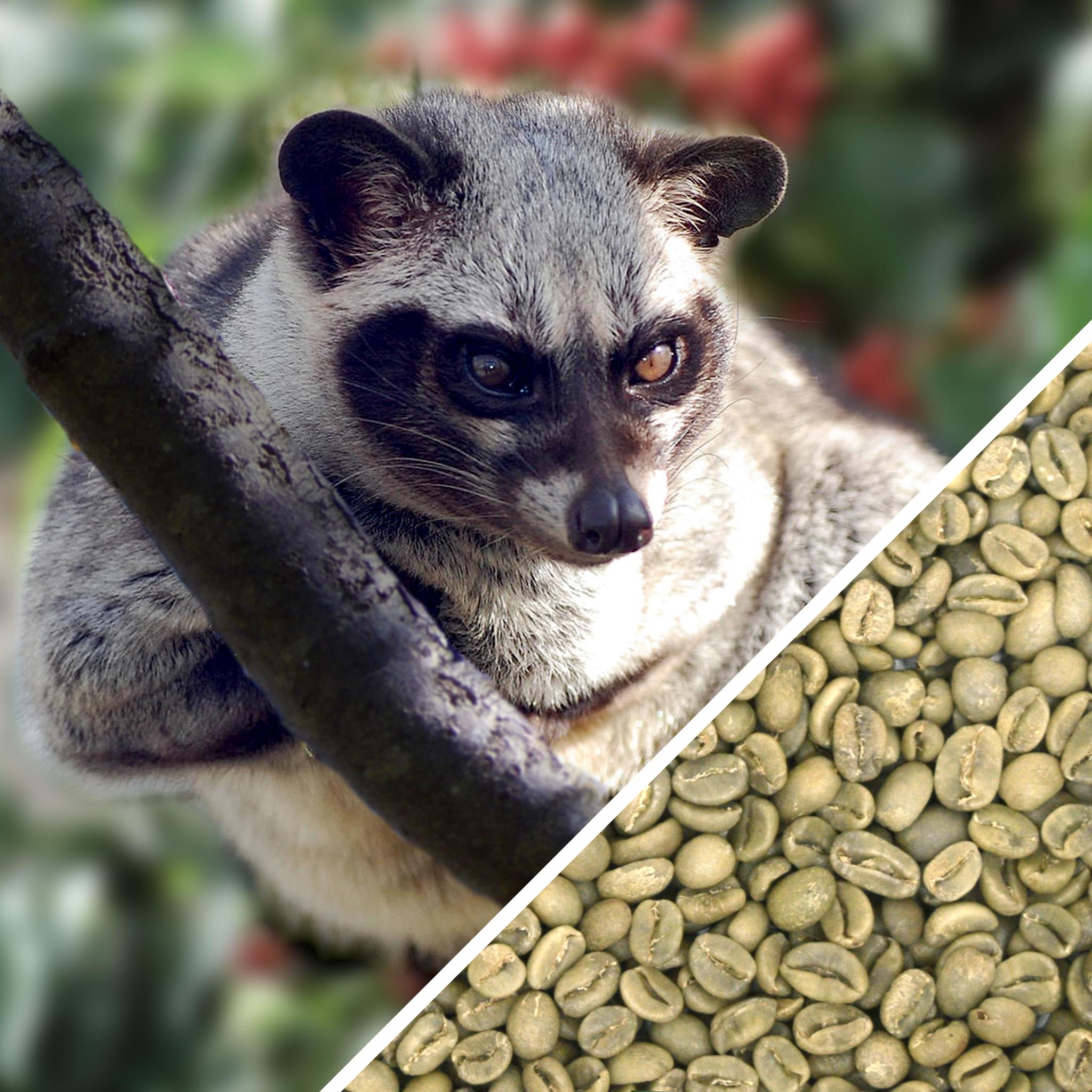 Kopi Luwak - Certified Humane - Green Coffee