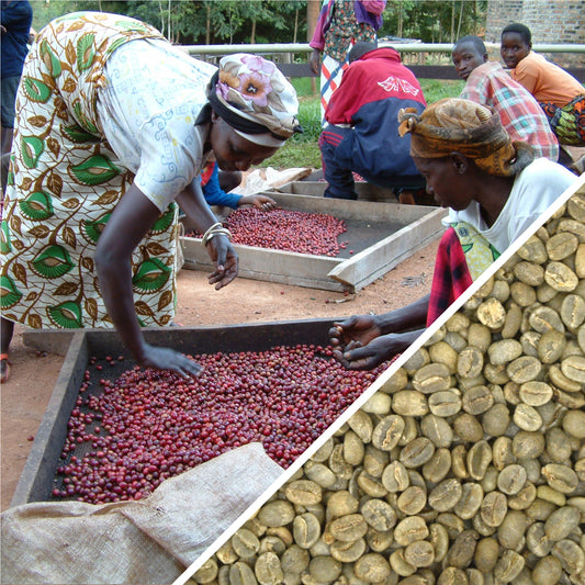 Kenya AB Plus - Green Coffee