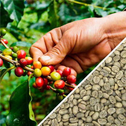 Nicaragua SHB II Cielo Estate - Certified RFA - Green Coffee