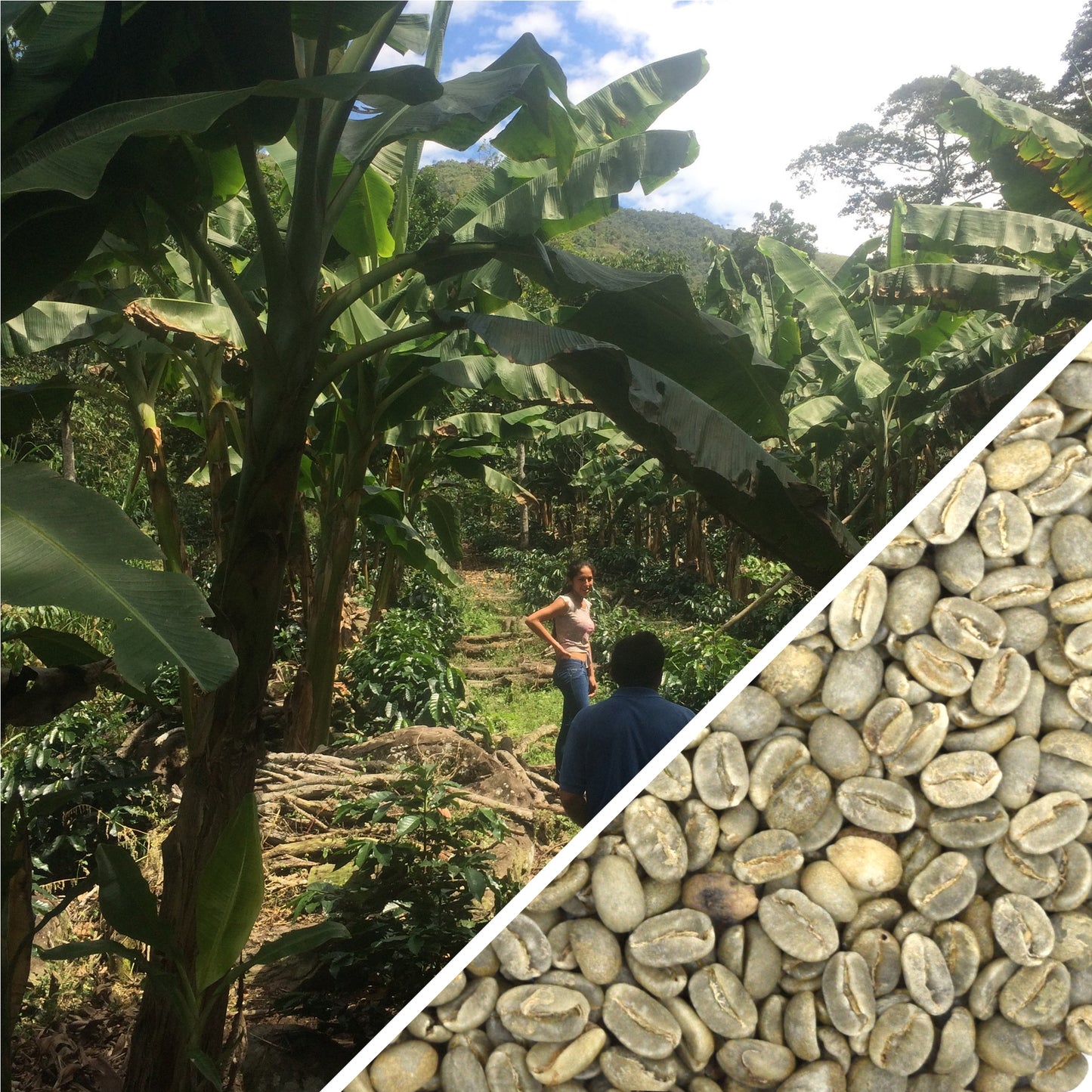 PERU WASHED AMAZONAS GR.1  - CERTIFIED ORGANIC - GREEN COFFEE
