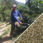 Peru Java Honey Miraflores - Green Coffee