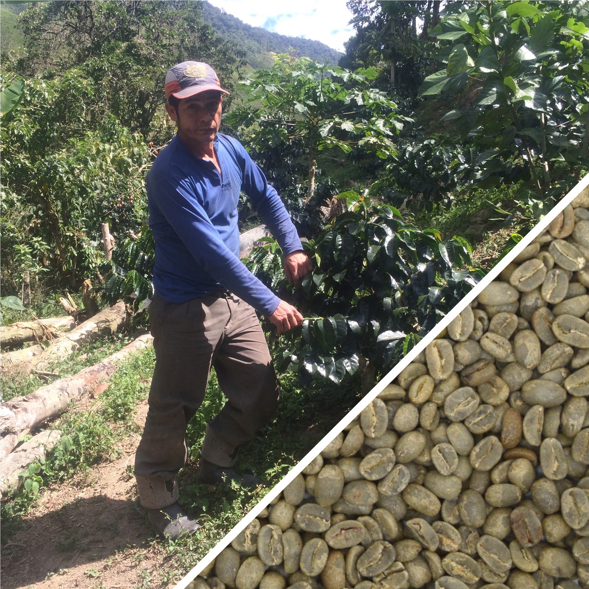 Peru Java Honey Miraflores - Green Coffee
